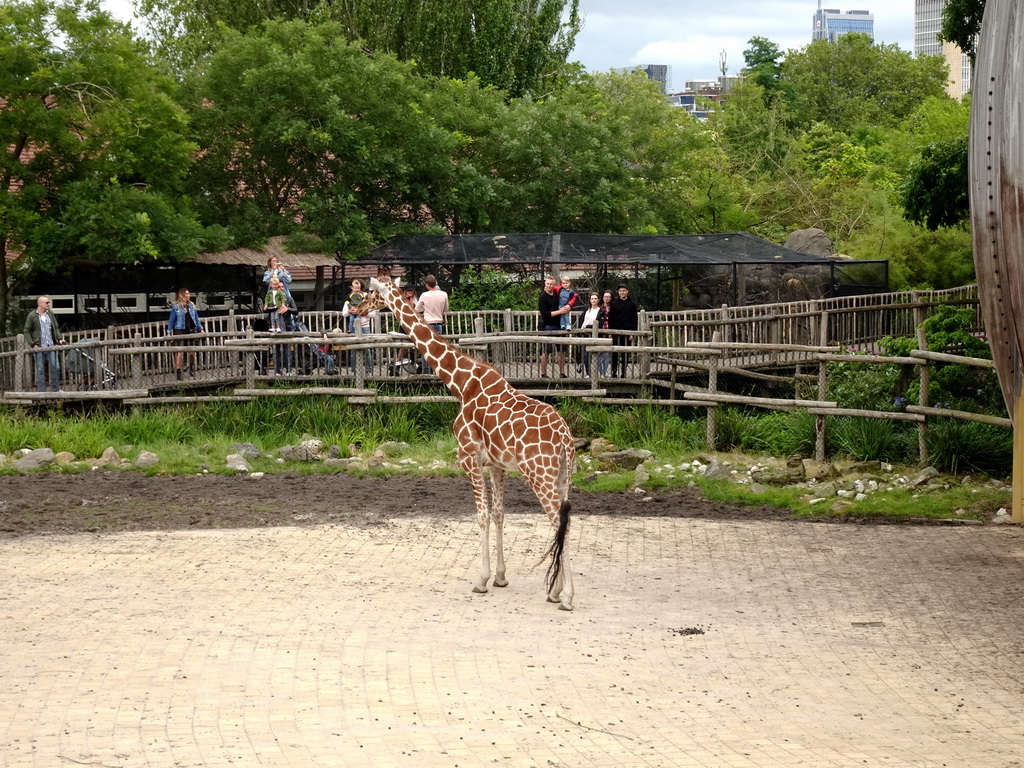 Giraffe at the Africa area at the Diergaarde Blijdorp zoo