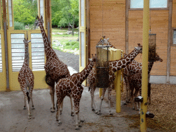 Giraffes at the Africa area at the Diergaarde Blijdorp zoo