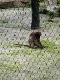 Gelada at the Africa area at the Diergaarde Blijdorp zoo