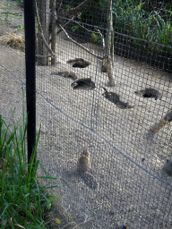 Cape Ground Squirrels at the Africa area at the Diergaarde Blijdorp zoo