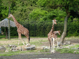 Giraffes at the Africa area at the Diergaarde Blijdorp zoo