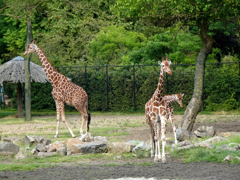 Giraffes at the Africa area at the Diergaarde Blijdorp zoo