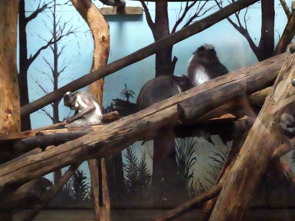 White-Crowned Mangabeys at the Africa area at the Diergaarde Blijdorp zoo