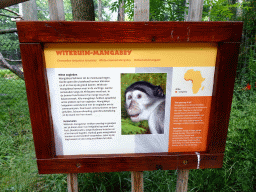 Explanation on the White-Crowned Mangabey at the Africa area at the Diergaarde Blijdorp zoo