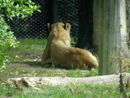 Lion at the Africa area at the Diergaarde Blijdorp zoo