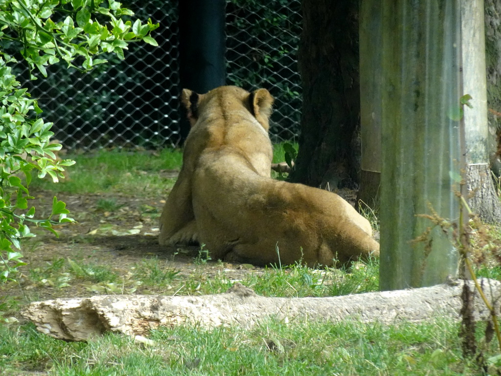 Lion at the Africa area at the Diergaarde Blijdorp zoo