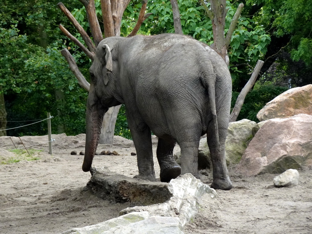 Indian Elephant at the Asia area at the Diergaarde Blijdorp zoo