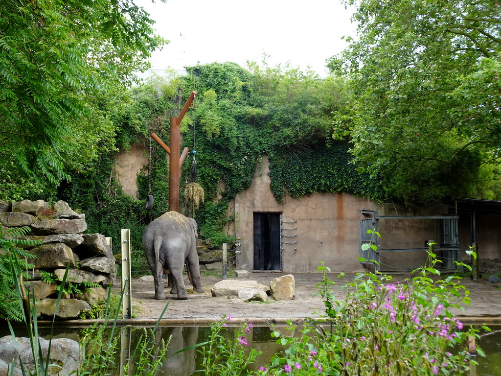 Indian Elephant at the Asia area at the Diergaarde Blijdorp zoo