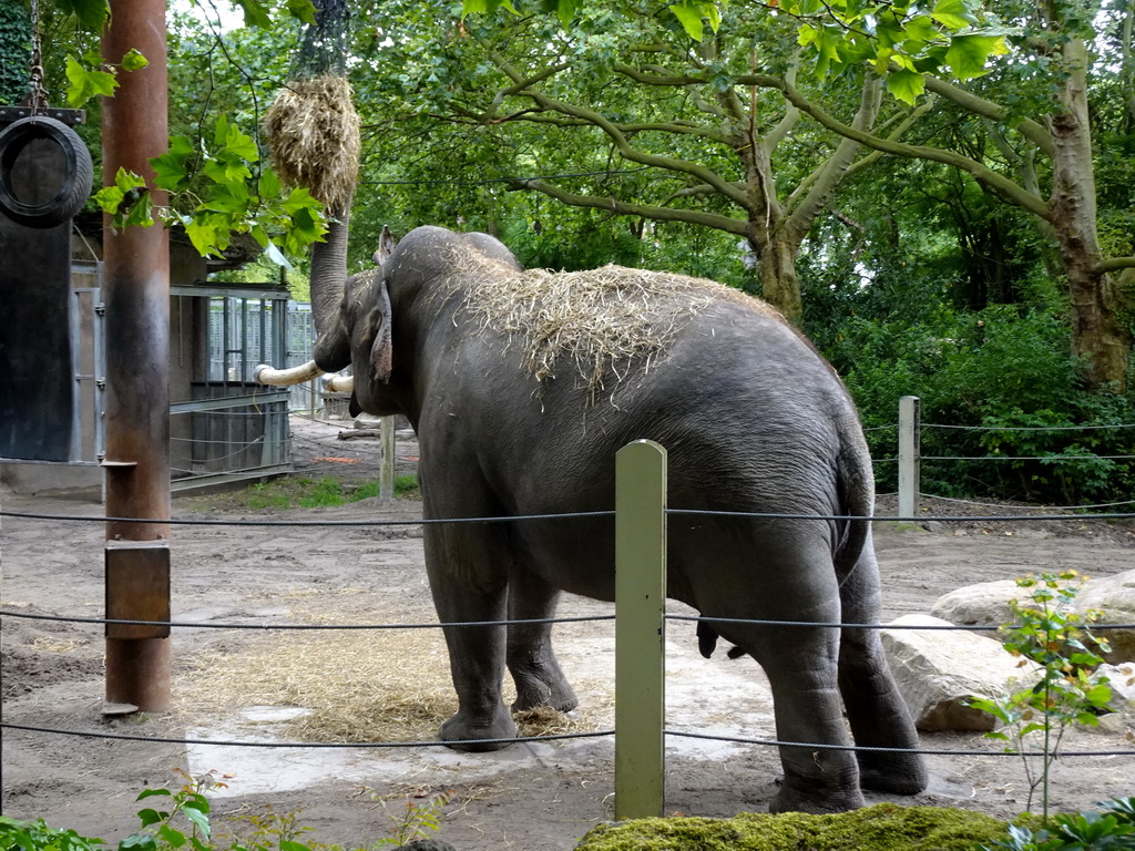 Indian Elephant at the Asia area at the Diergaarde Blijdorp zoo