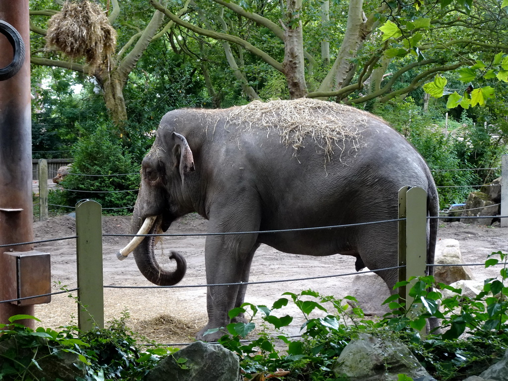 Indian Elephant at the Asia area at the Diergaarde Blijdorp zoo