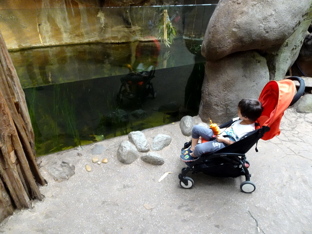 Max with a chip twister at the Taman Indah building at the Asia area at the Diergaarde Blijdorp zoo