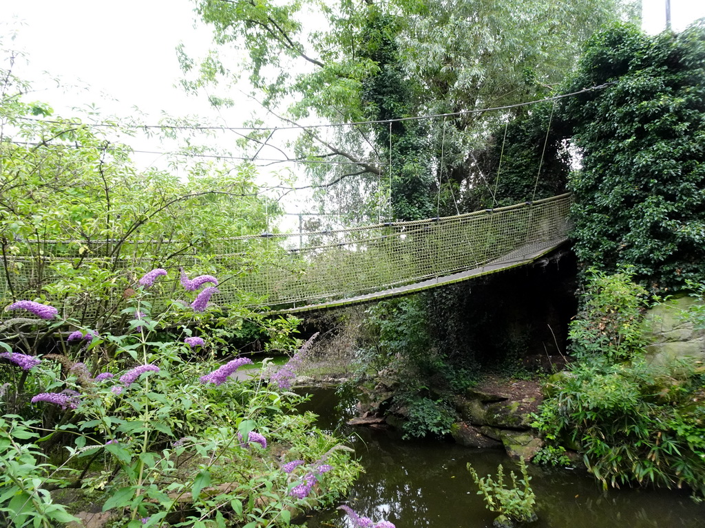 Suspension bridge at the Burung Asia section at the Asia area at the Diergaarde Blijdorp zoo