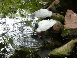 African Sacred Ibises at the Burung Asia section at the Asia area at the Diergaarde Blijdorp zoo