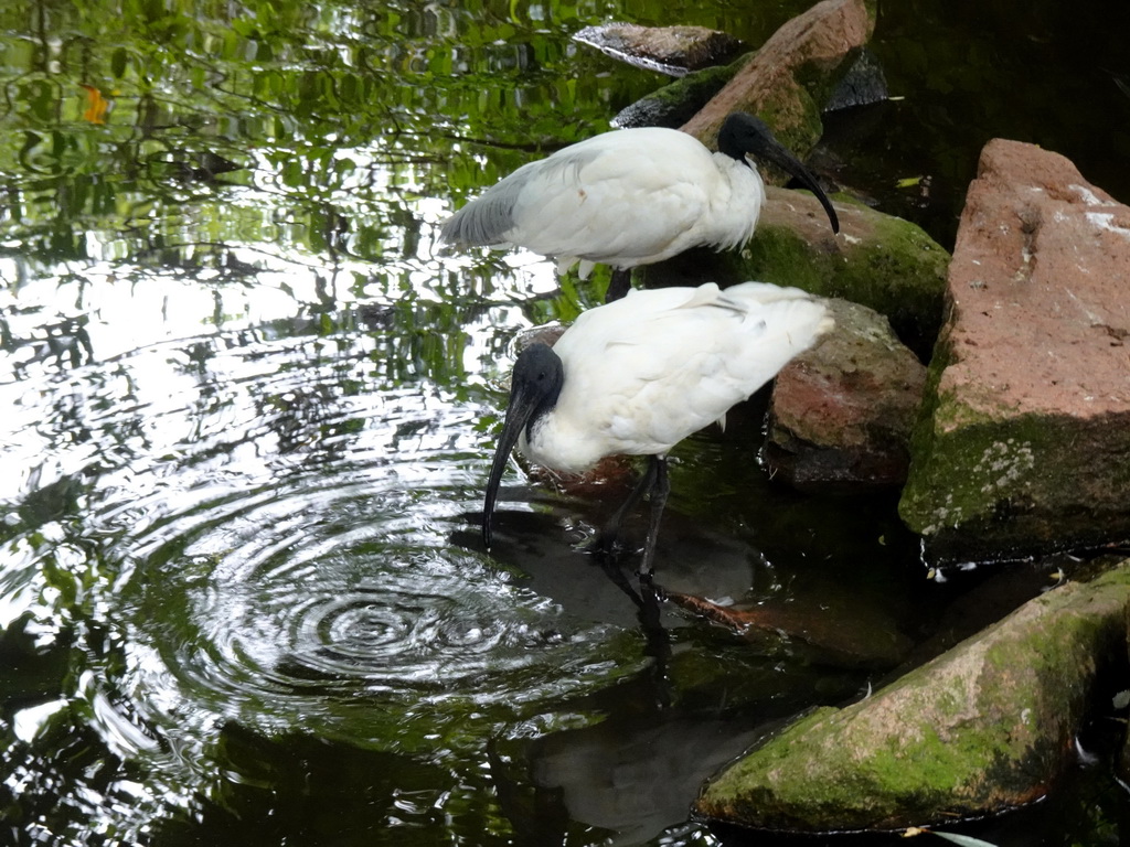 African Sacred Ibises at the Burung Asia section at the Asia area at the Diergaarde Blijdorp zoo