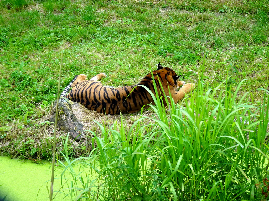 Sumatran Tiger at the Asia area at the Diergaarde Blijdorp zoo, during feeding