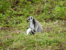 Ring-tailed Lemur at the Africa area at the Diergaarde Blijdorp zoo