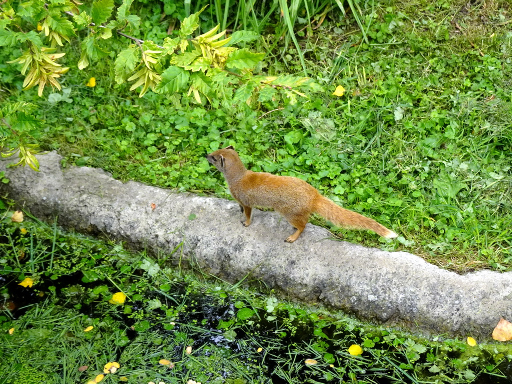 Yellow Mongoose at the Africa area at the Diergaarde Blijdorp zoo
