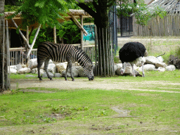 Chapman`s Zebra and Ostrich at the Africa area at the Diergaarde Blijdorp zoo