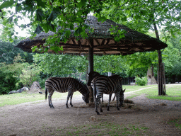 Chapman`s Zebras at the Africa area at the Diergaarde Blijdorp zoo