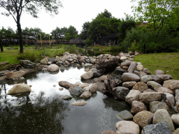 Stream at the Giraffe enclosure at the Africa area at the Diergaarde Blijdorp zoo