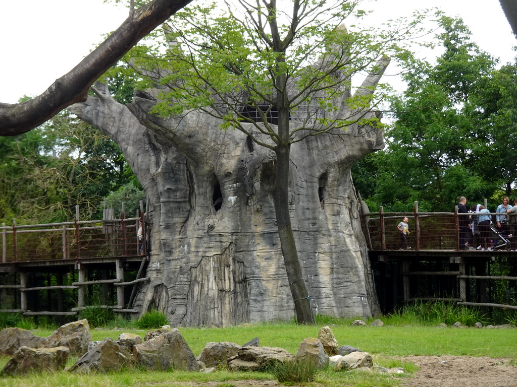 The Tree of Life at the Africa area at the Diergaarde Blijdorp zoo