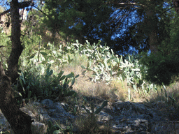 Cactuses on the slopes of the Citadel