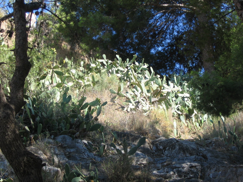 Cactuses on the slopes of the Citadel