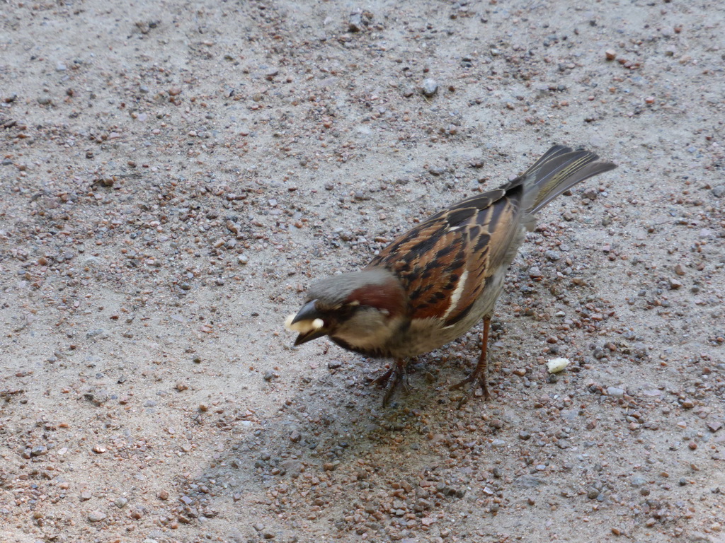 Sparrow on the ground at the Mikhaylovsky Garden