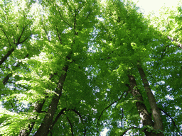 Trees at the Mikhaylovsky Garden