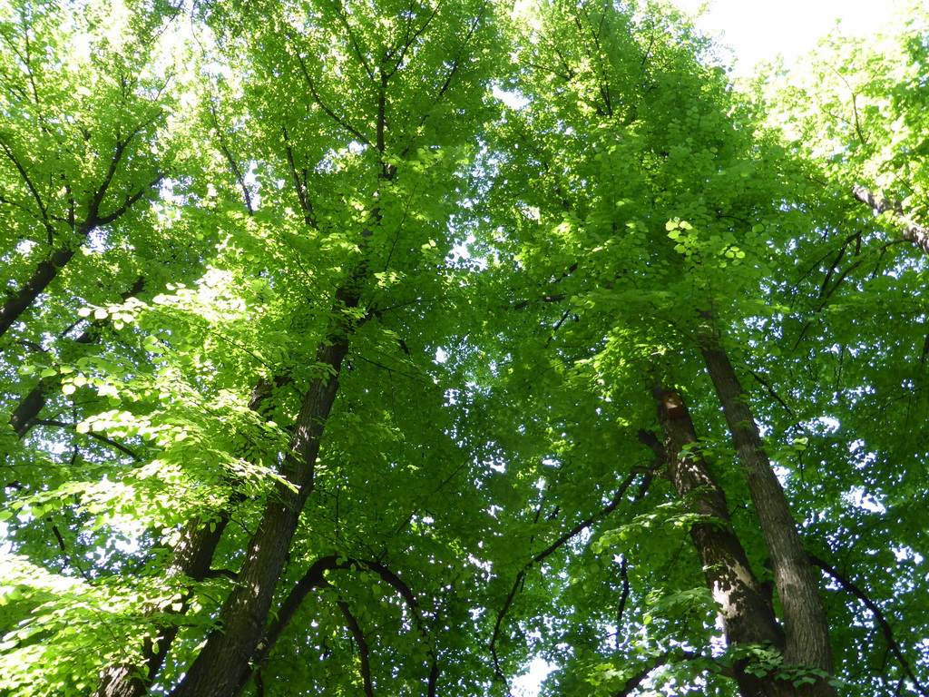 Trees at the Mikhaylovsky Garden