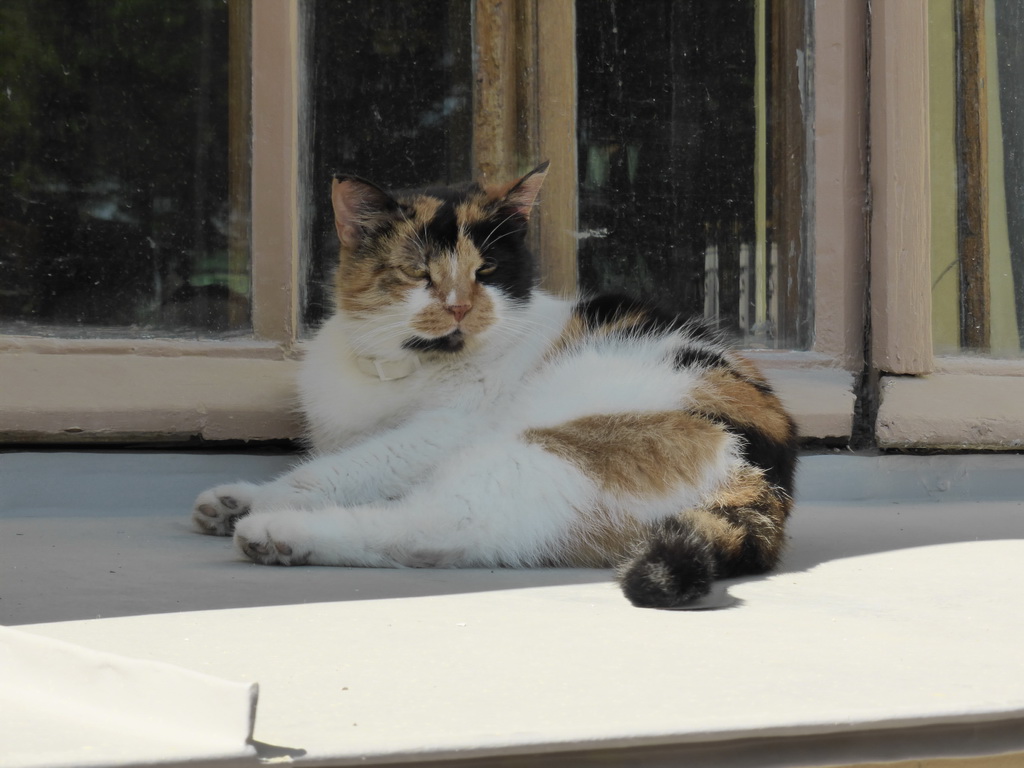 Cat lying at a window of the Peter and Paul Cathedral at the Peter and Paul Fortress