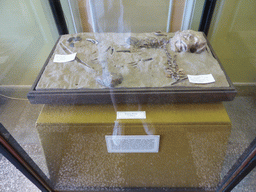 Bones from the Mal`ta-Buret` culture from Siberia at the Second Floor of the Winter Palace of the State Hermitage Museum