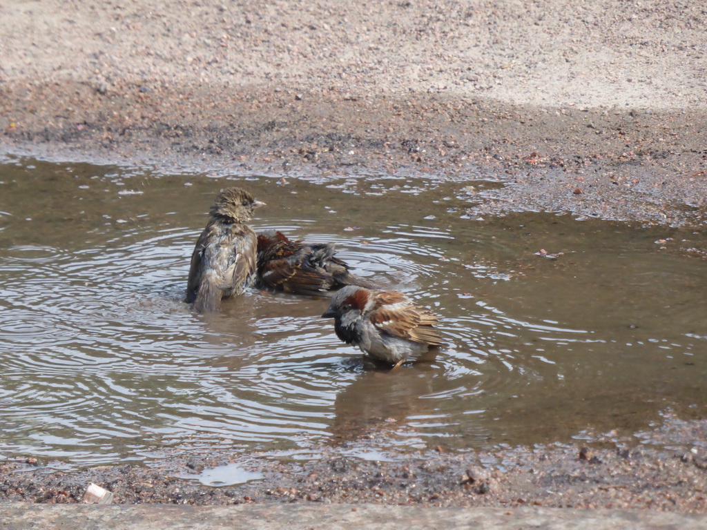 Birds in the water at the Winter Palace Garden