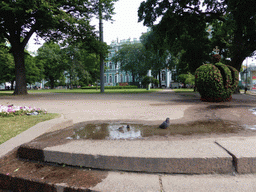 Birds in the water at the Winter Palace Garden