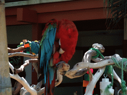 Parrots in the Catamaran Resort Hotel and Spa