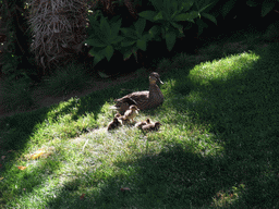 Duck with ducklings on a grass field