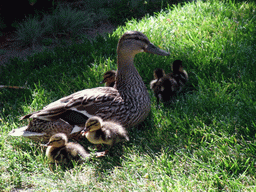 Duck with ducklings on a grass field