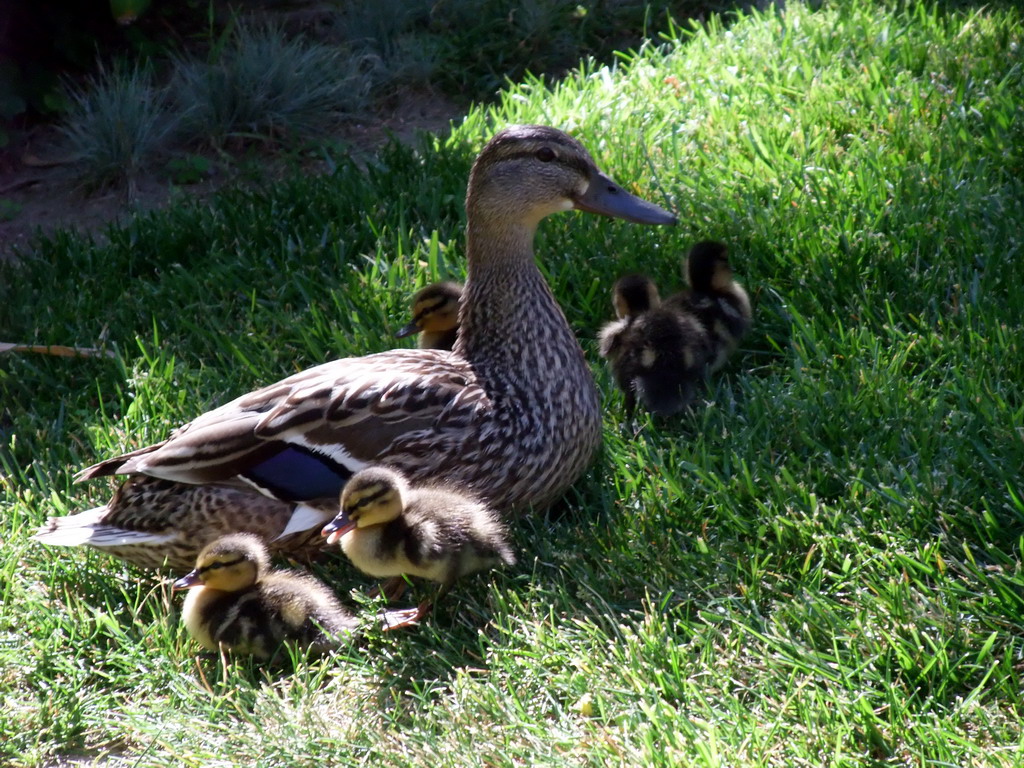 Duck with ducklings on a grass field