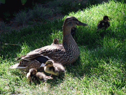 Duck with ducklings on a grass field
