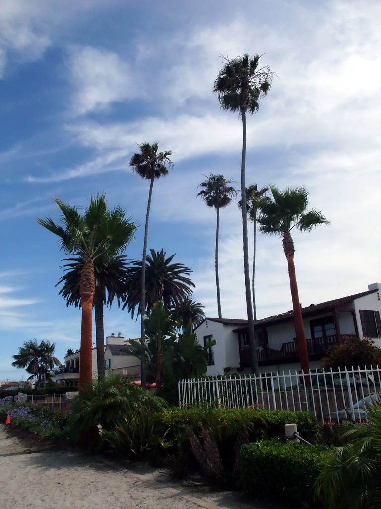 Trees and hotels at the Bayside Walk