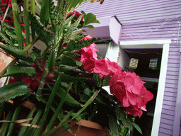 Flowers at Kahve Coffee House at Mission Boulevard