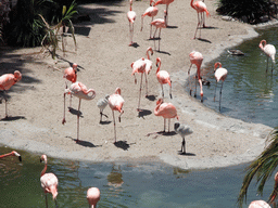 Flamingos at San Diego Zoo