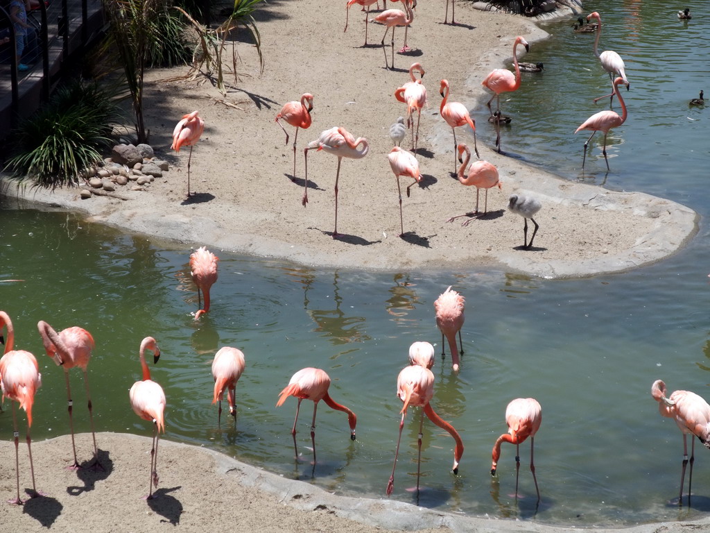 Flamingos at San Diego Zoo