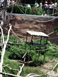 Monkey at San Diego Zoo