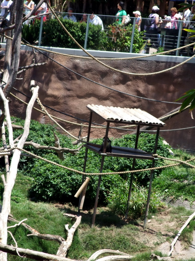 Monkey at San Diego Zoo