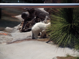 Plant and Ice bear at San Diego Zoo