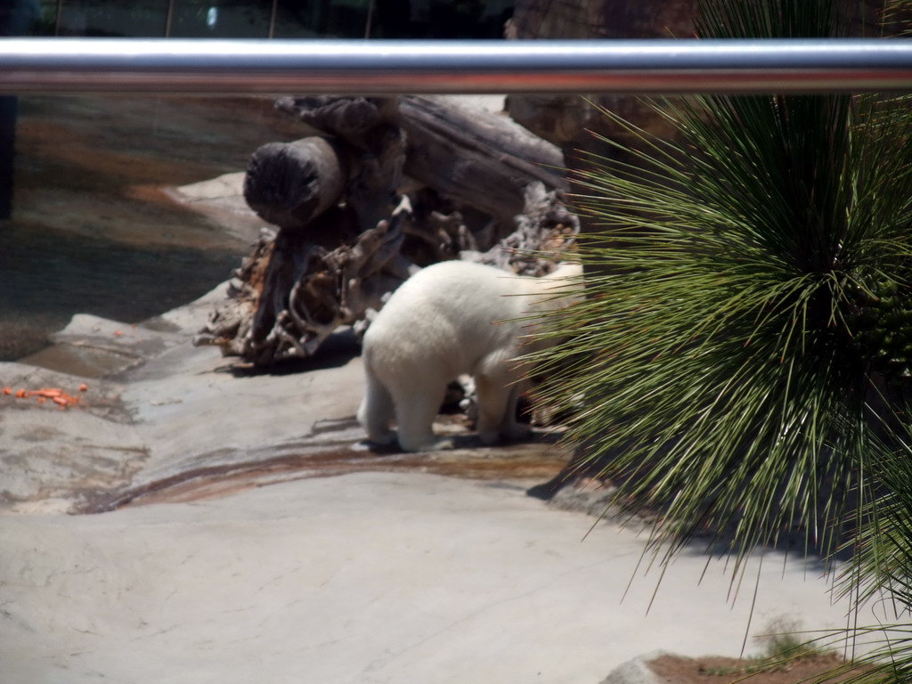 Plant and Ice bear at San Diego Zoo