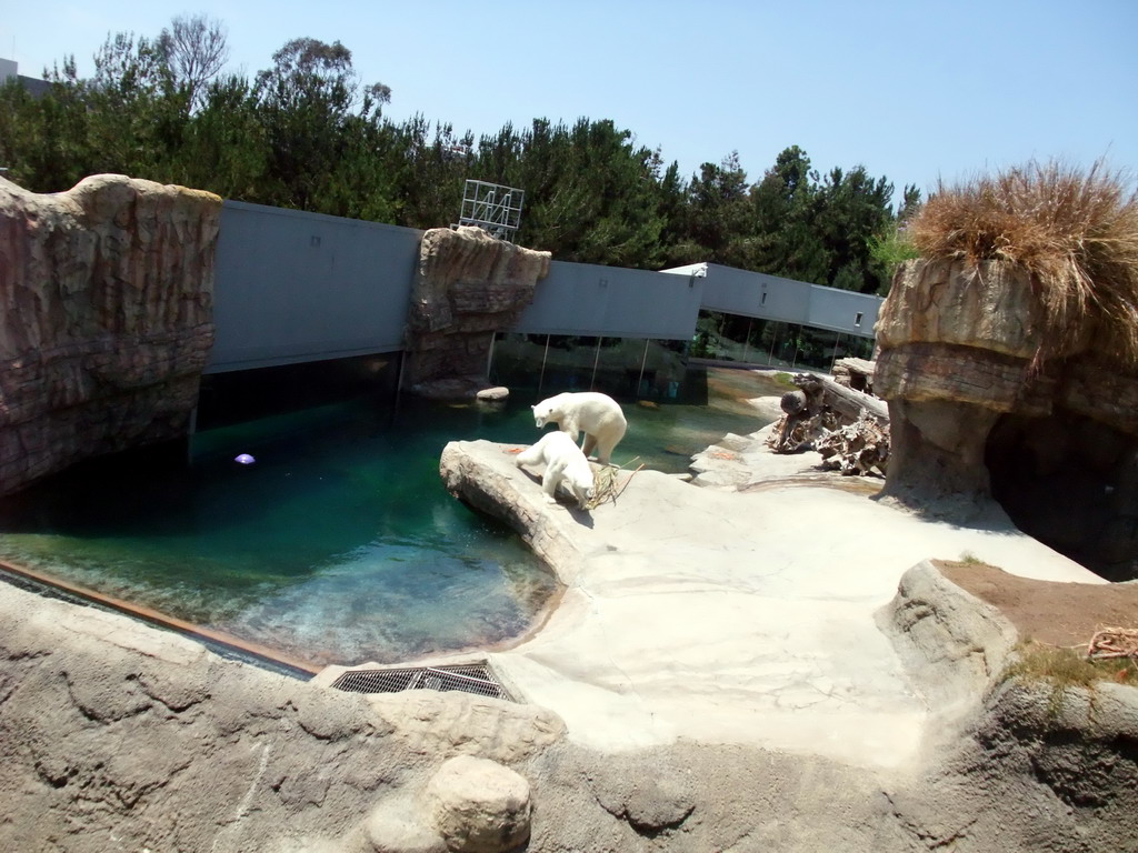 Ice bears at San Diego Zoo