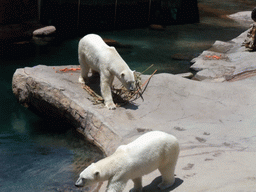 Ice bears at San Diego Zoo