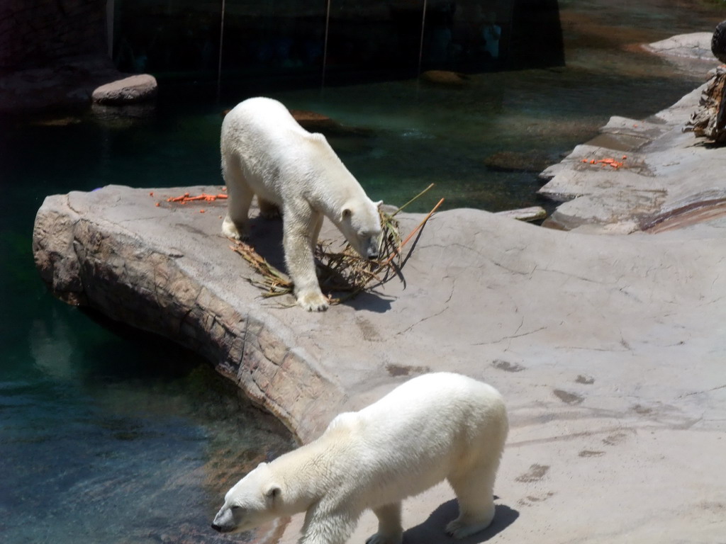 Ice bears at San Diego Zoo